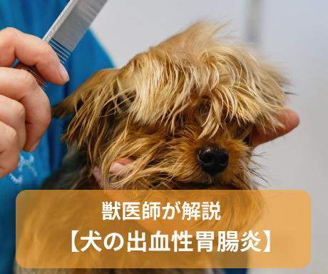 犬の急性出血性胃腸炎 電話どうぶつ病院anicli24 アニクリ24
