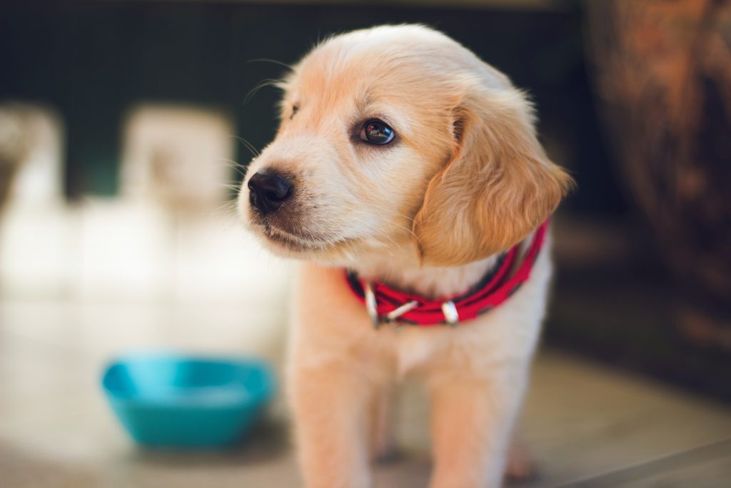 獣医師が解説【犬の出血性胃腸炎】下痢など代表的な症状、原因、治療法・薬、受診の判断は？