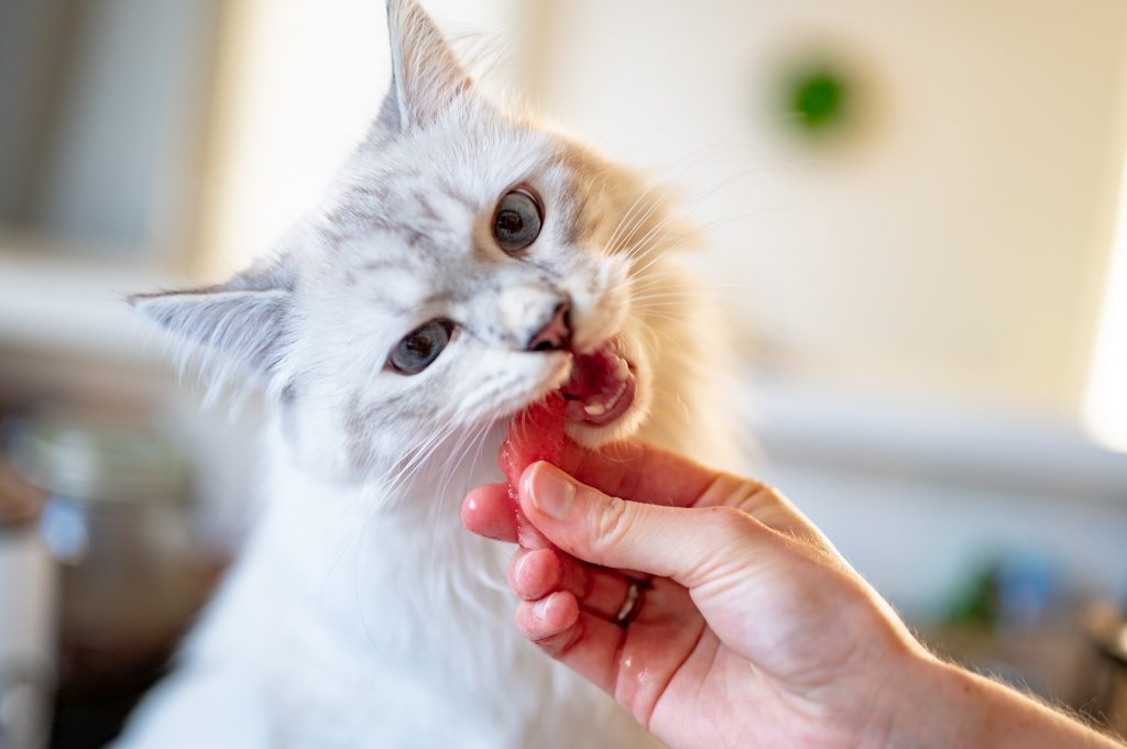 獣医師が解説【猫の異物誤飲】嘔吐など代表的な症状、原因、治療法、通院の判断は？